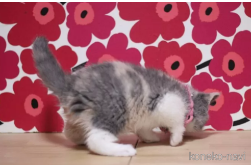 成約済の東京都のスコティッシュフォールド-108196の5枚目